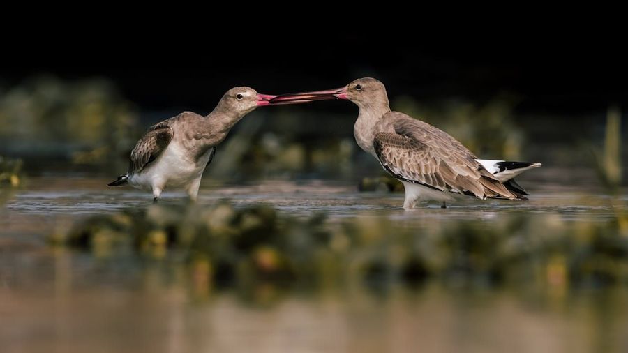 Traditional Boat Birding