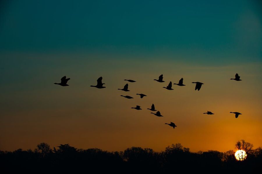 Sunrise Birdwatching with a Naturalist