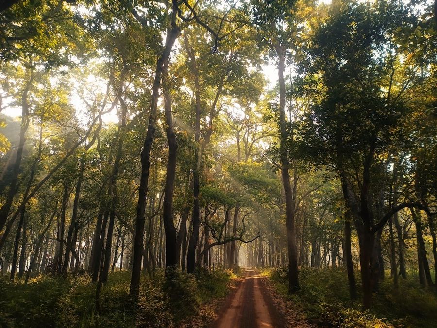 Bandhavgarh National Park highlight