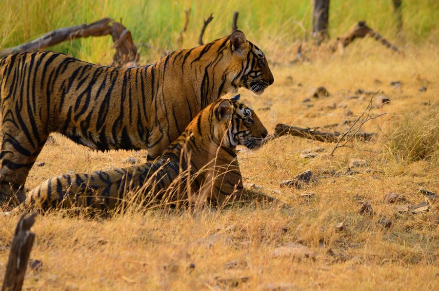 Sawai Madhopur highlight