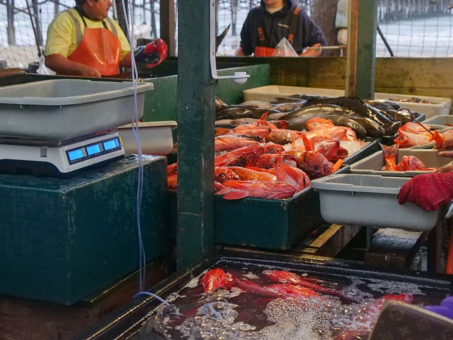 Visiting the Altona Fish Market (Fischmarkt)