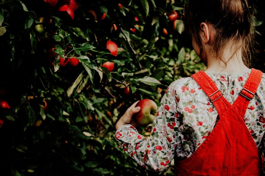 Walk through Apple Orchards