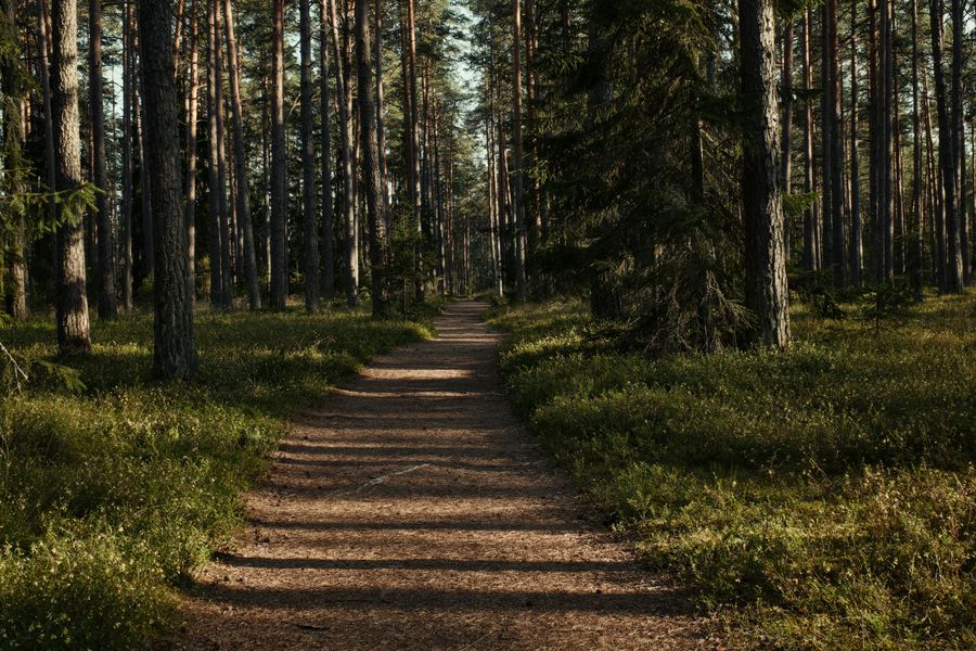 Pine Forest Trail