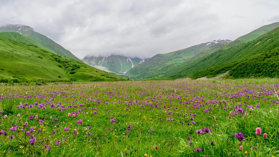 Dzukou Valley Meadows