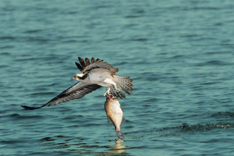 Osprey & Fish Eagle Fishing