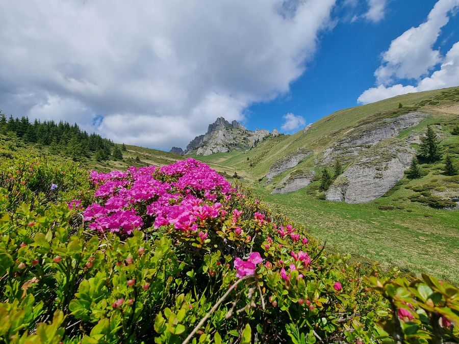 World's Tallest Rhododendron