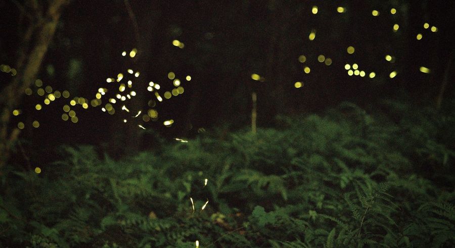 Firefly Watching on the Iwahig River