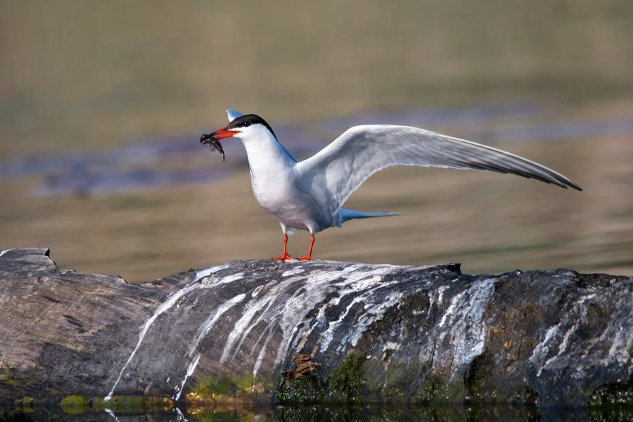 River Tern Sandbar