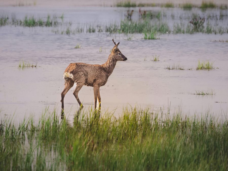 Dudhwa National Park highlight