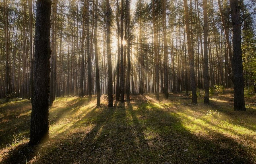Trek to Kalatop through Pine Forest