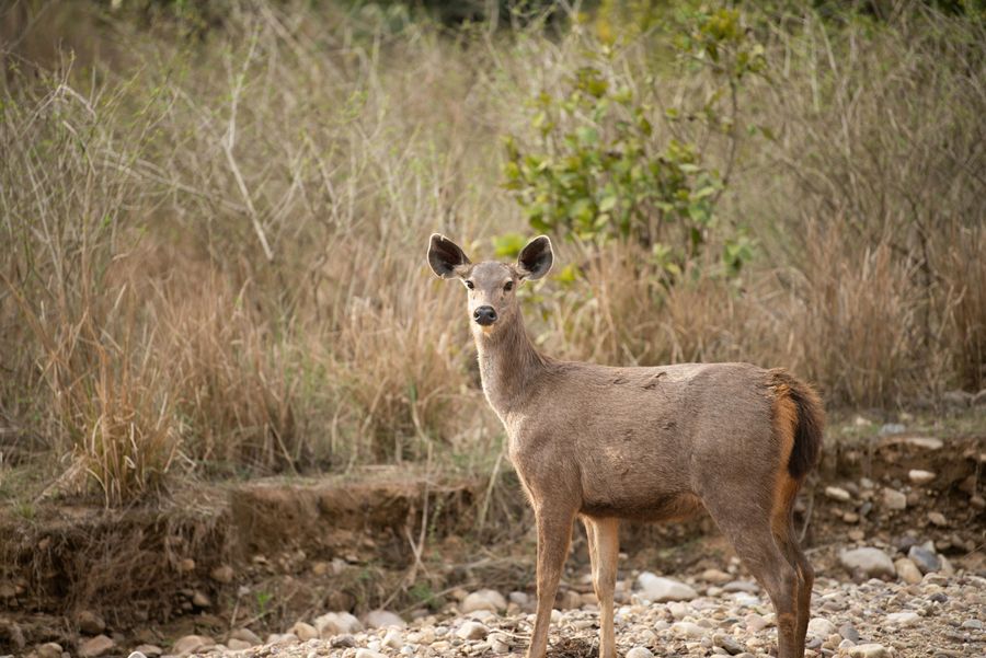 Jim Corbett National Park highlight