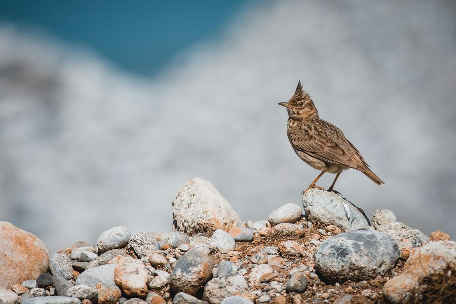 Birdwatching in Kedarnath Sanctuary
