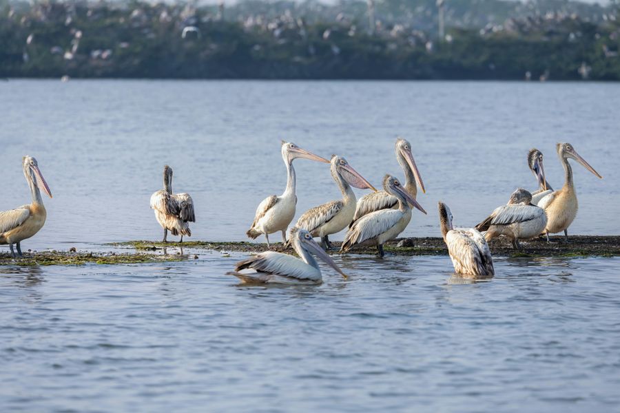 Birdwatching at the Sanctuary