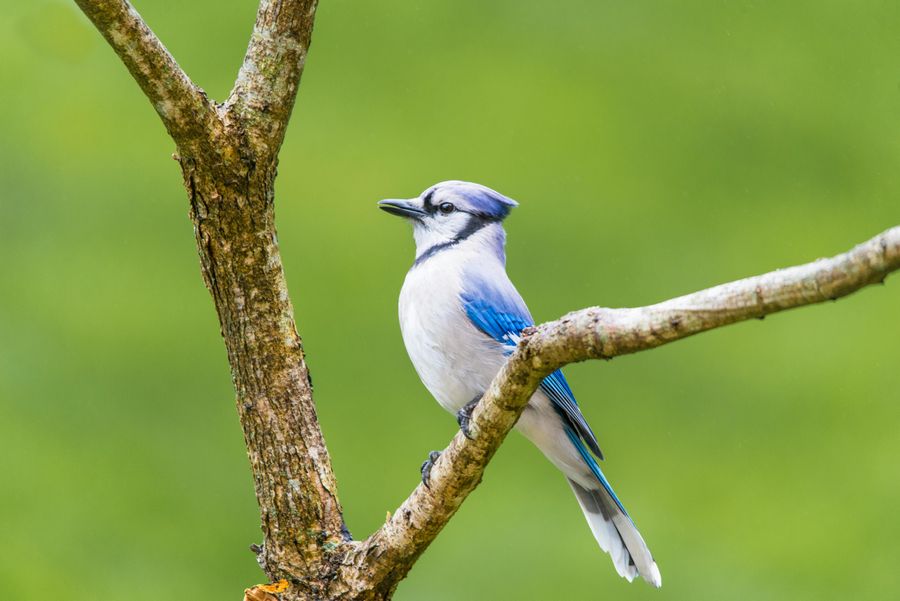 Sultanpur National Park highlight