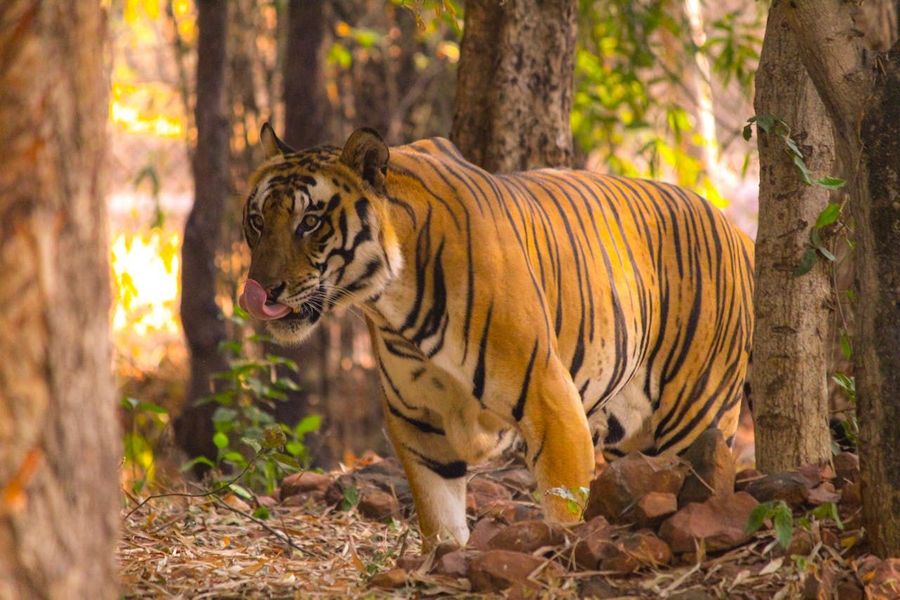 Van Vihar Tiger Enclosure