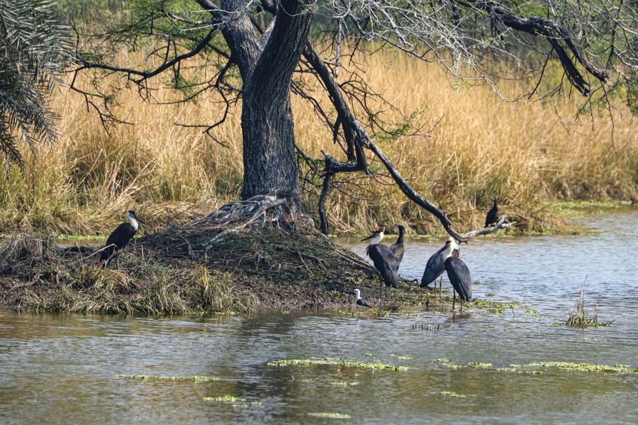 Bharatpur highlight