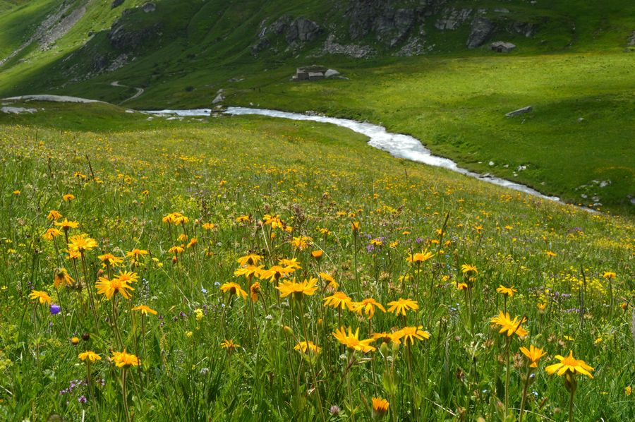 Valley of Flowers highlight