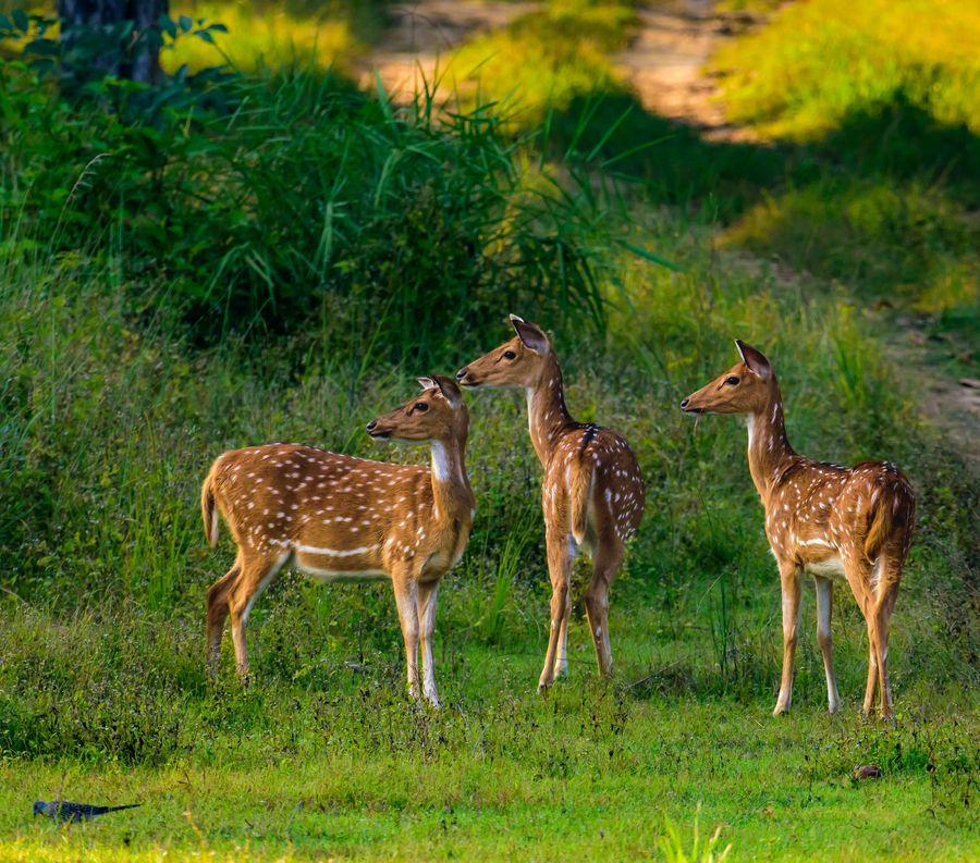 Bandipur National Park highlight