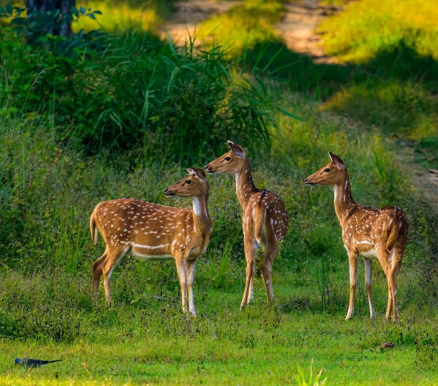 Simlipal National Park highlight