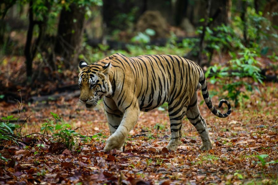 Teak Plantation Grid