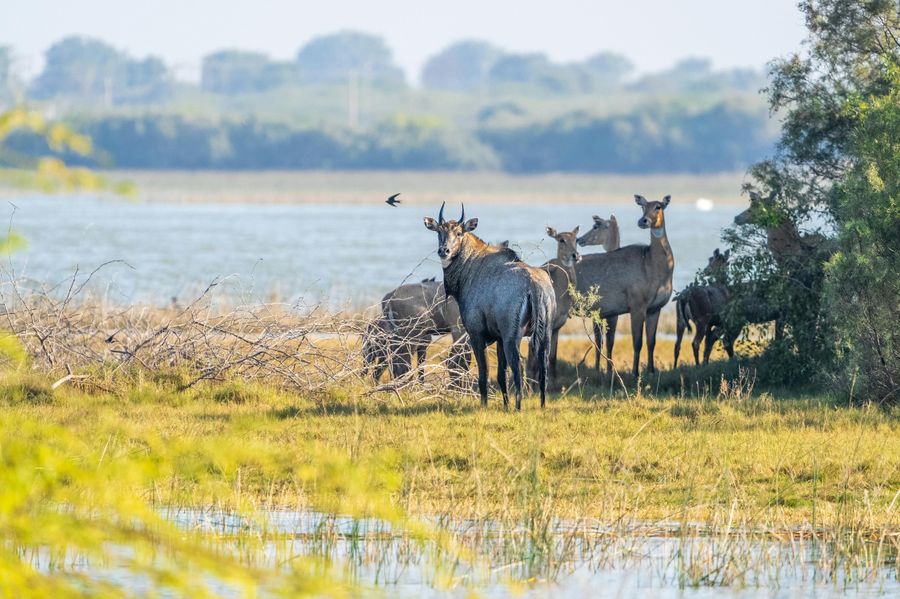 Kishanpur Sanctuary