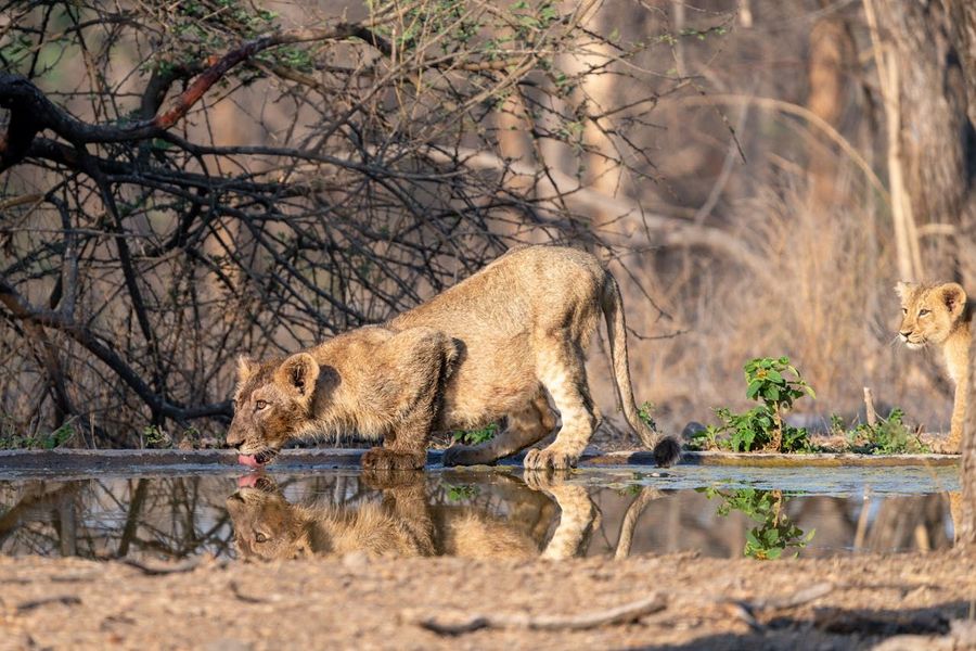 Pandharpauni Waterhole