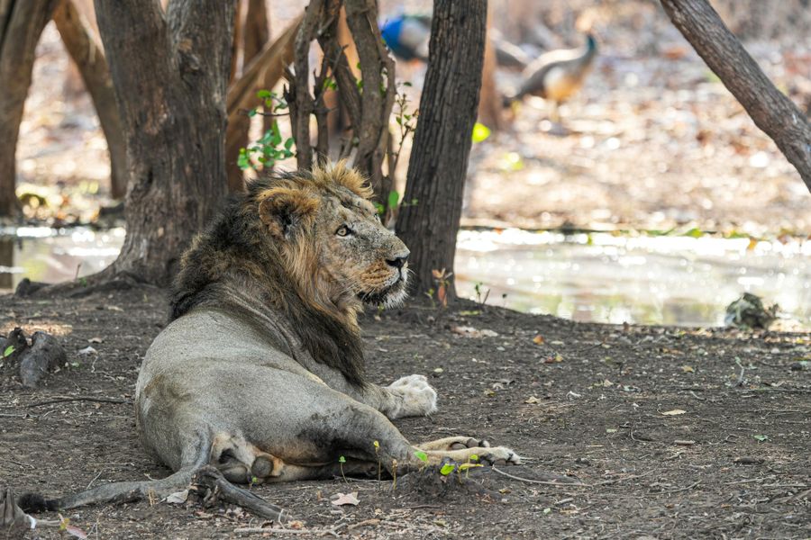 Gir Lion Safari