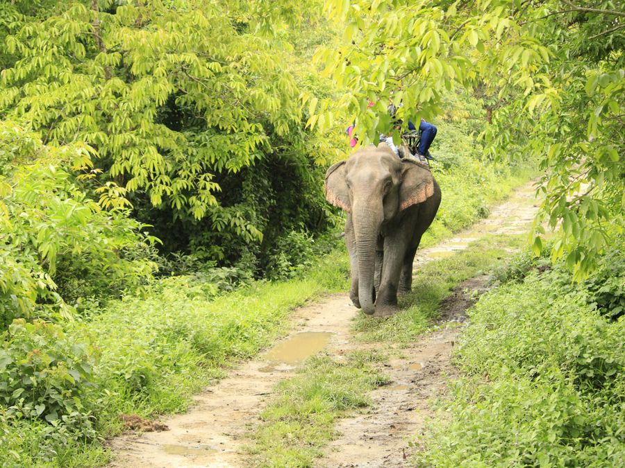 Kaziranga National Park
