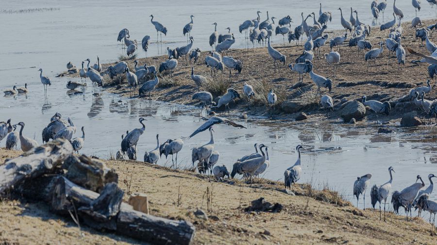 Winter Waterfowl Gatherings