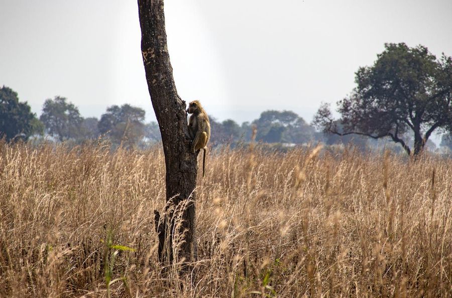 Simlipal National Park highlight