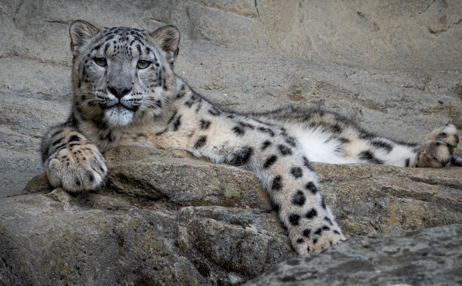 Snow Leopard Enclosure