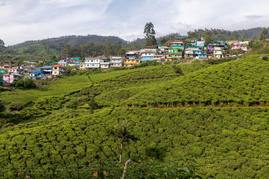 Nilgiris highlight