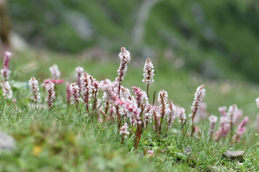 Flower Beds