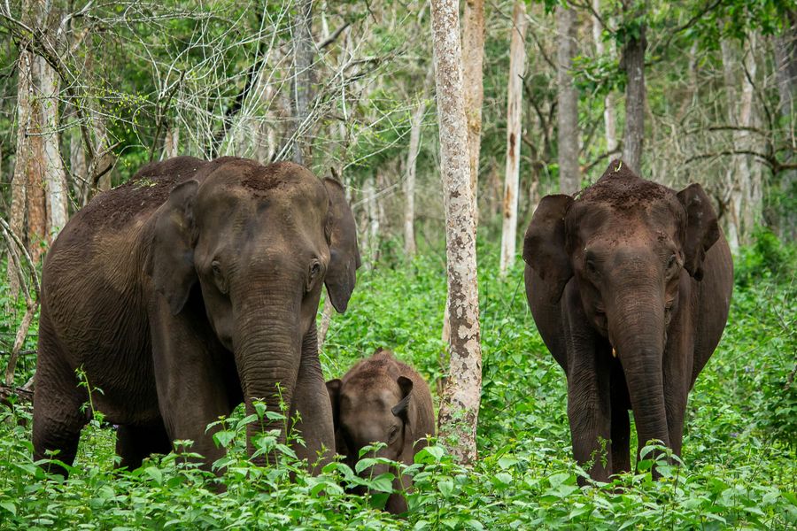 Why Summer Is the Best Time to See Elephants in Kabini Wildlife Sanctuary & Bandipur National Park