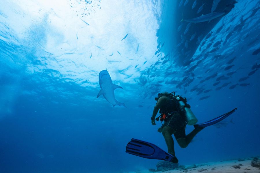 Shark Seas