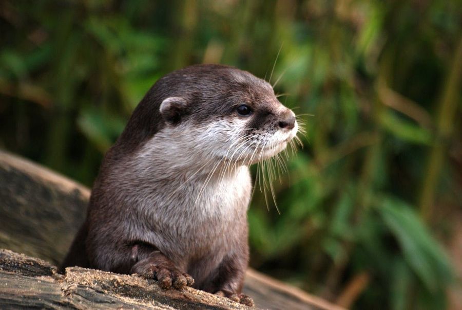 Smooth-Coated Otter Corner