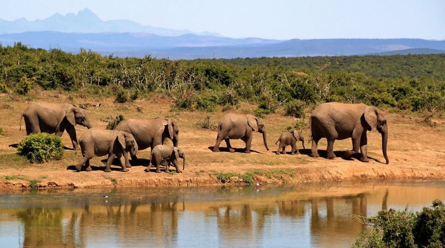 Elephant Congregation