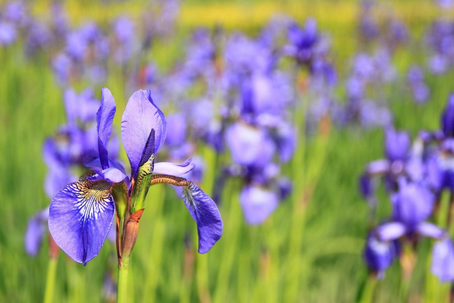 Inner Garden Iris Field