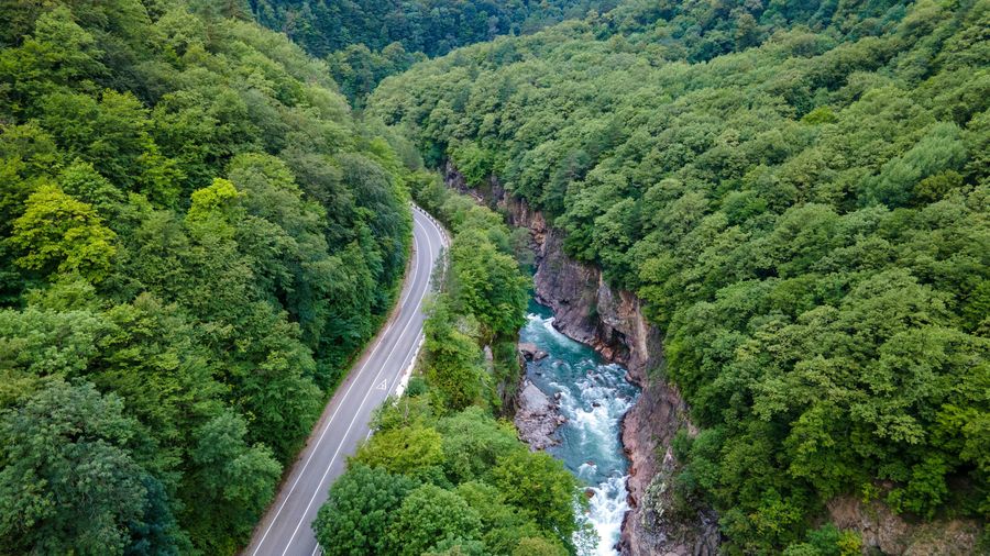 Forest Gorge Sections