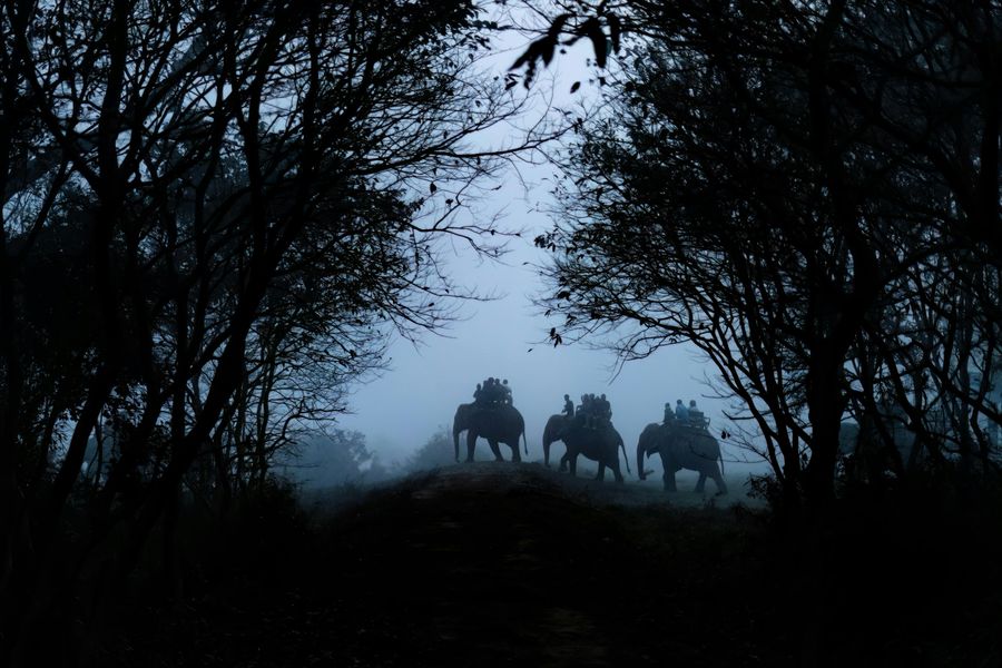 Elephant Safari at Dawn
