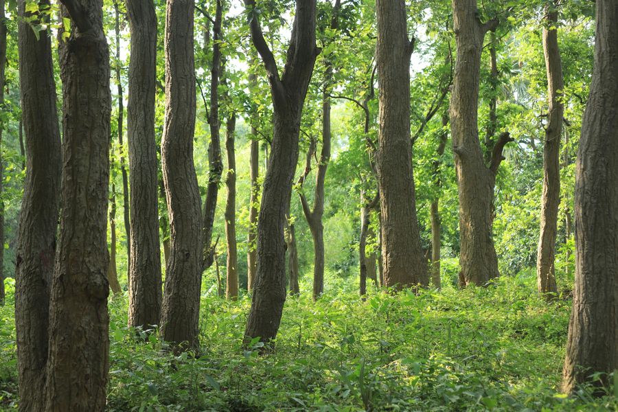 Terai Ecosystem