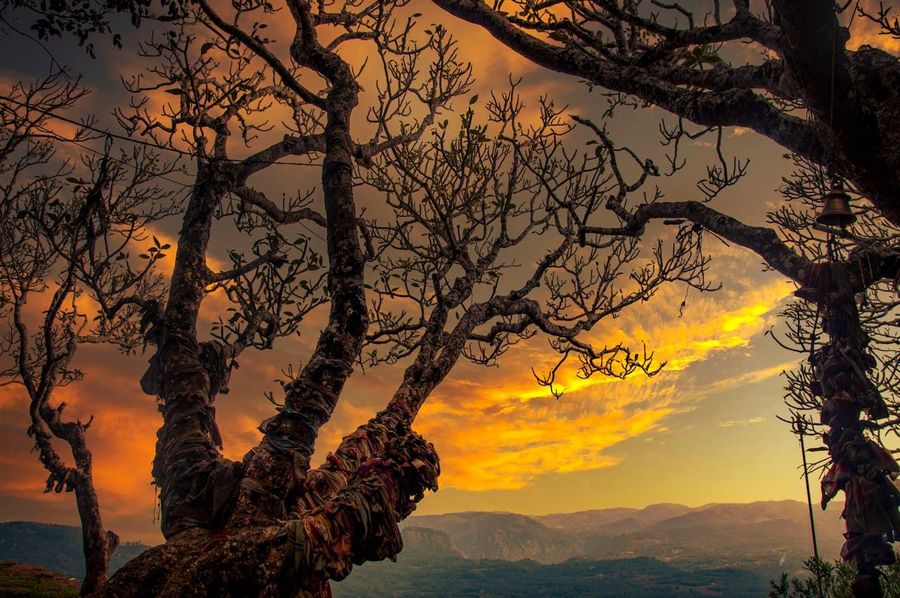 Kalpavriksha Tree