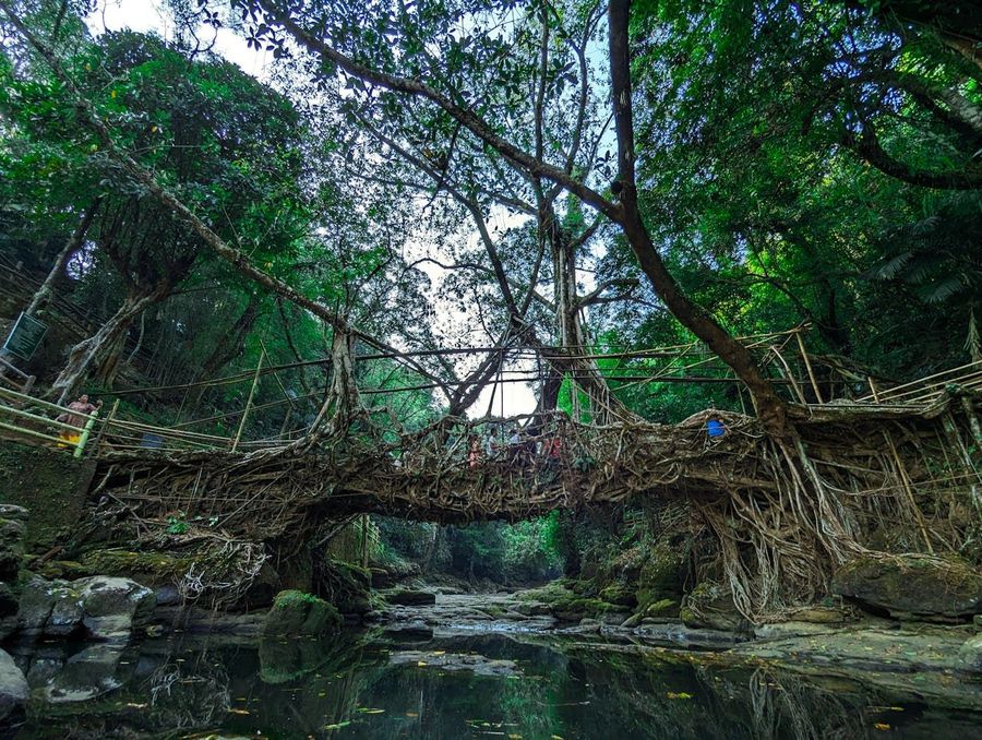 Living Root Bridges of Nongriat