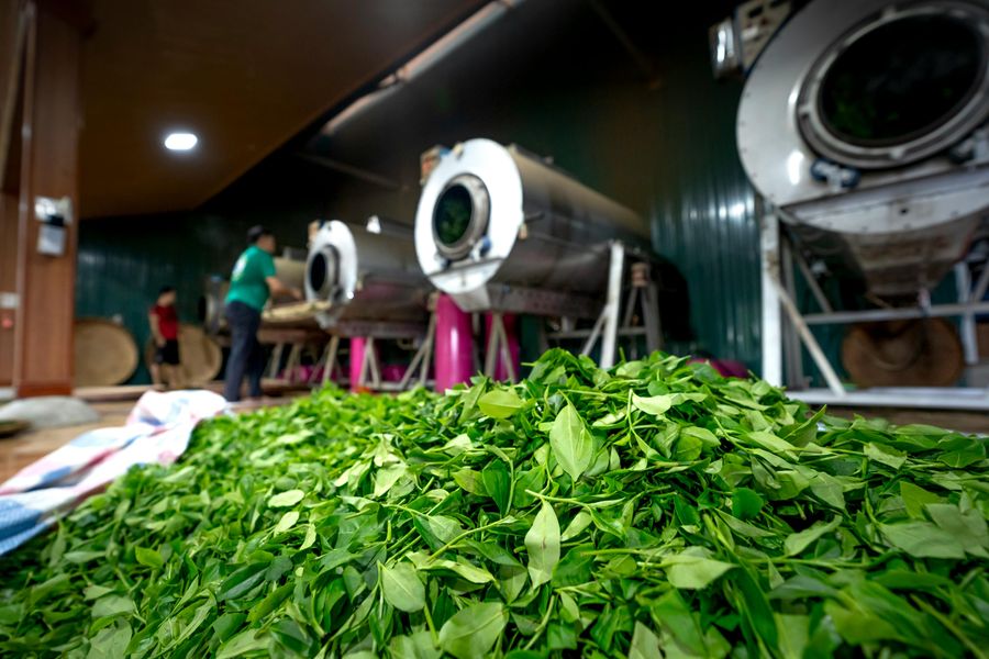 Live Tea-Making Process