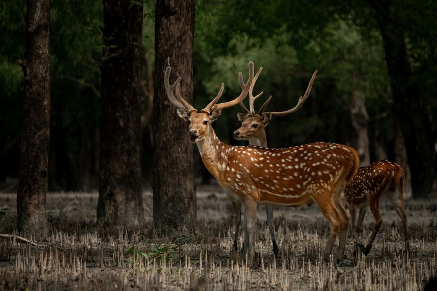 Satkosia highlight