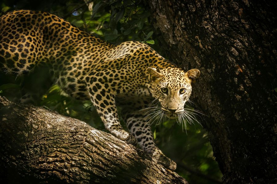 Gir National Park highlight