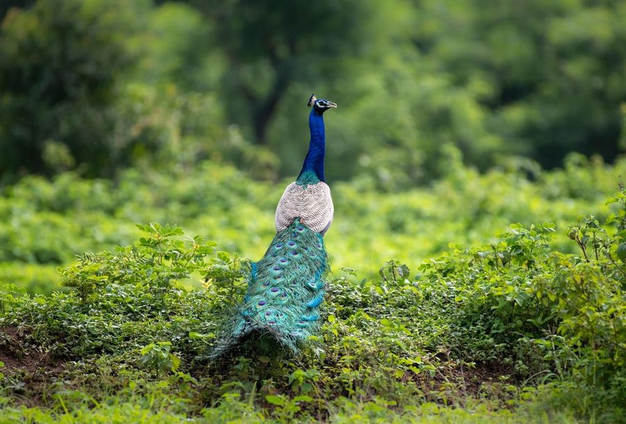 Kabini National Park highlight