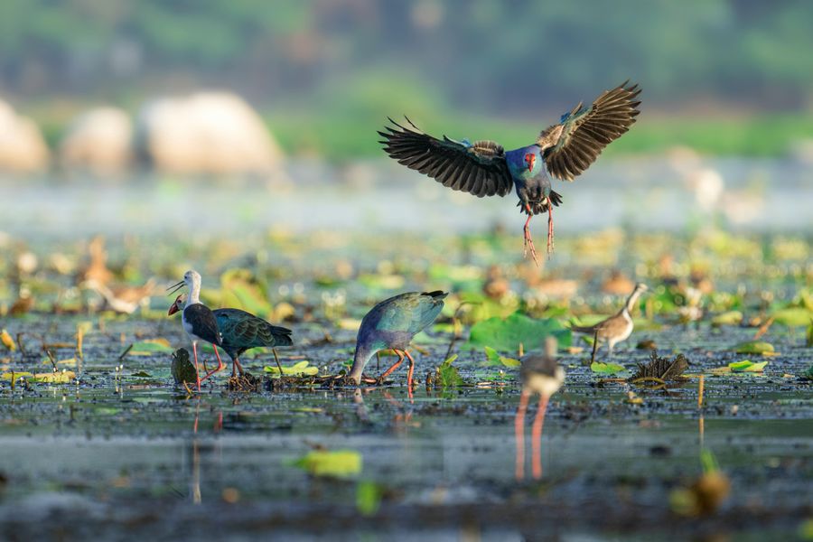 Photography Workshop at the Wetlands