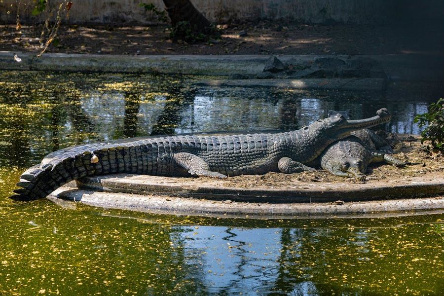 Gharial Basking