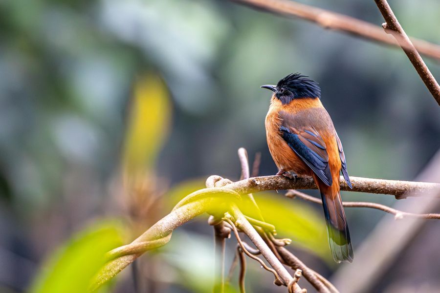 Forest Bird Hide